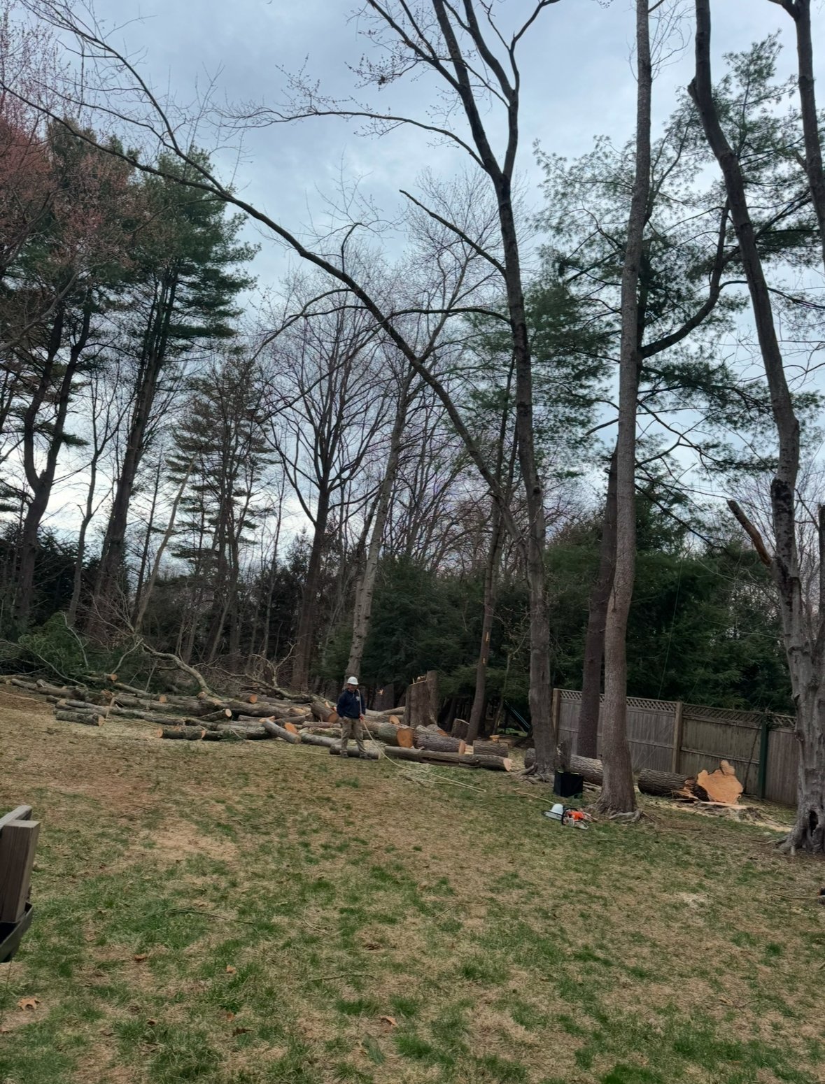 Person standing in grassy forest clearing with tall bare and evergreen trees, felled logs, and wooden fence in background