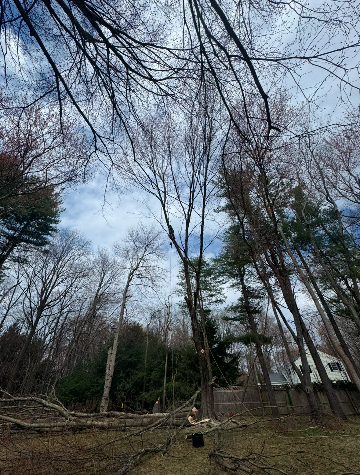 Bare trees in winter forest with fallen logs and evergreens, blue sky visible overhead
